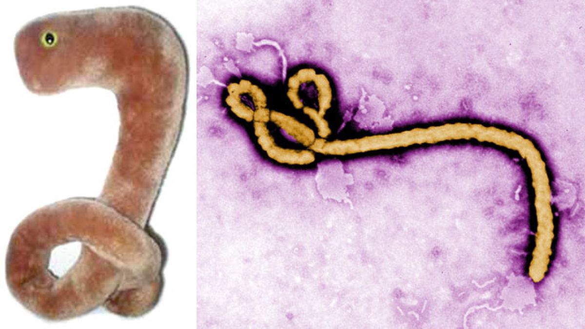 ebola