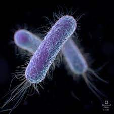ecoli